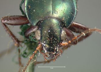 Media type: image;   Entomology 5639 Aspect: head frontal view